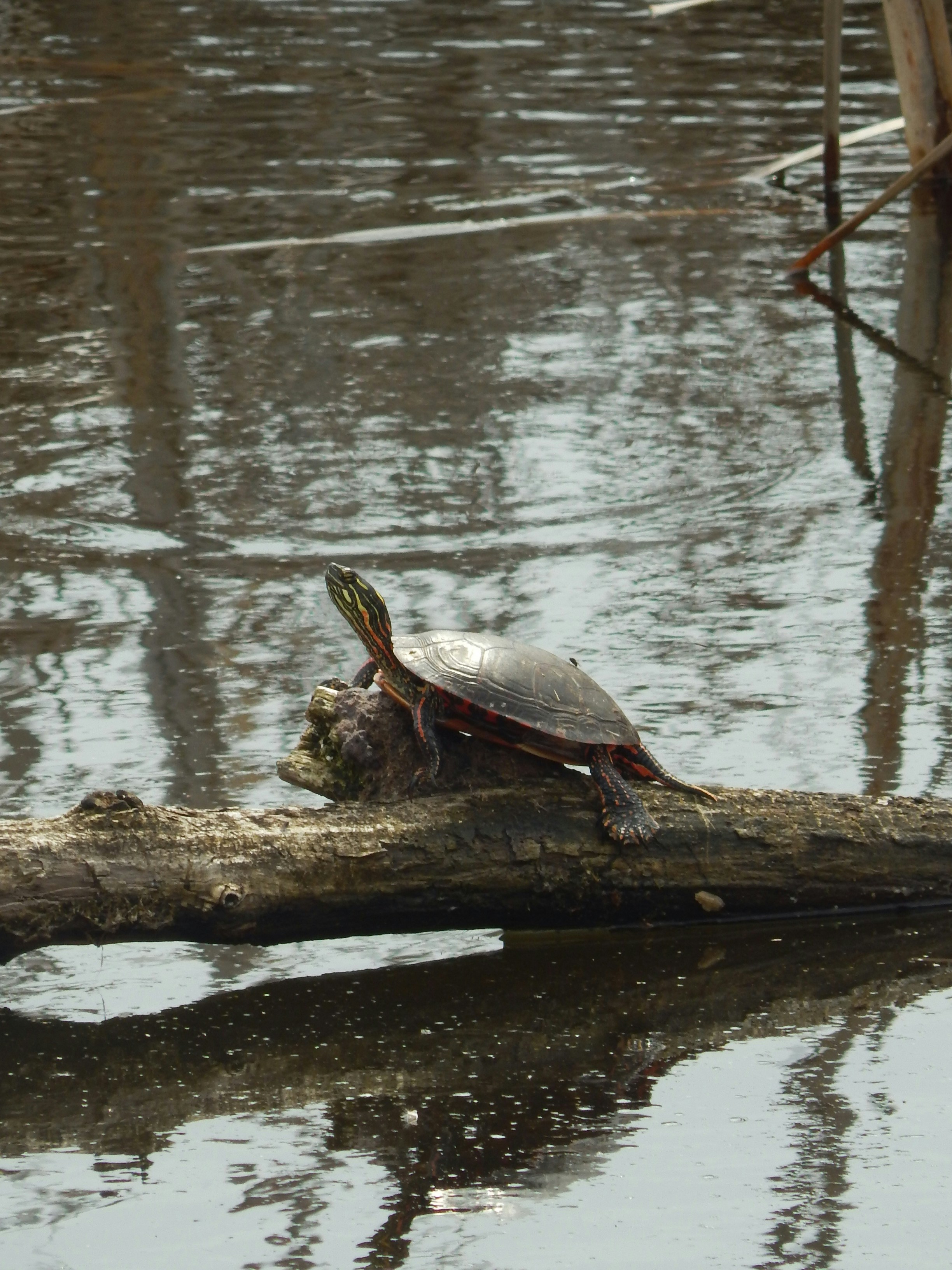 a turtle on a log in the water