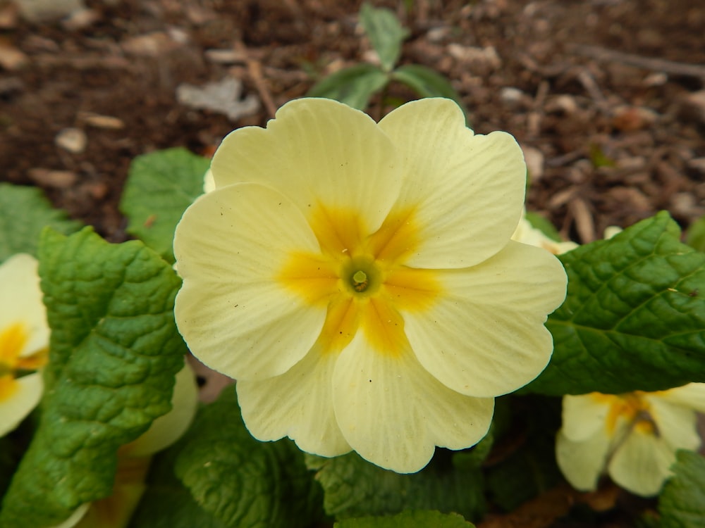 uma flor amarela em um jardim