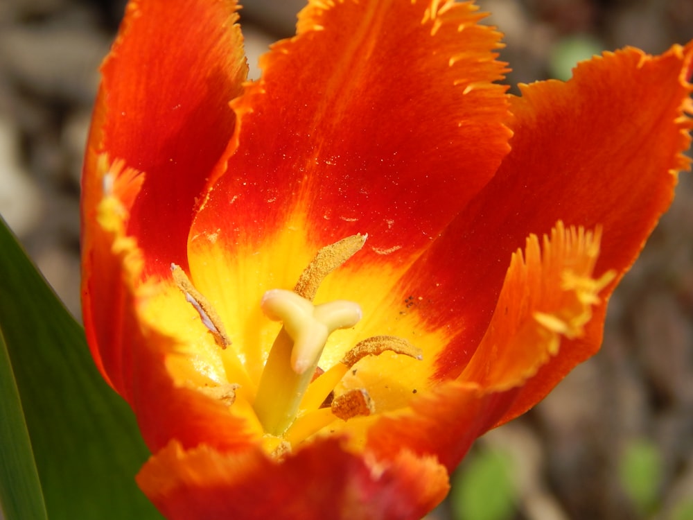 a close up of a flower