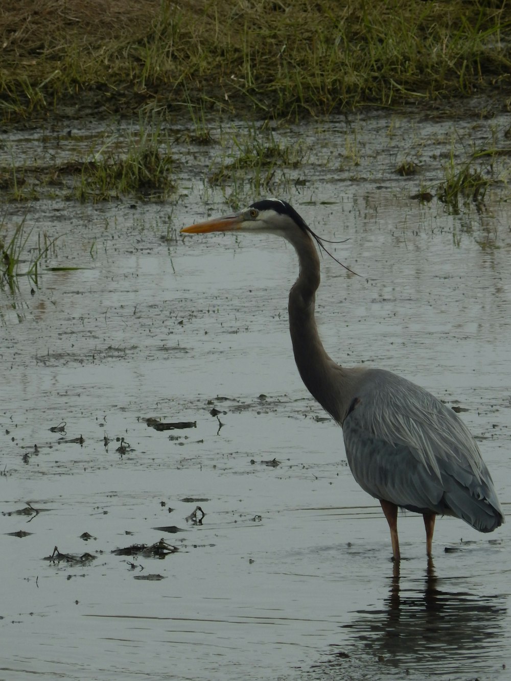 a bird standing in water