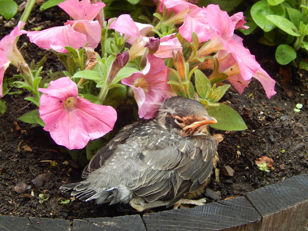 a bird sitting on a ledge