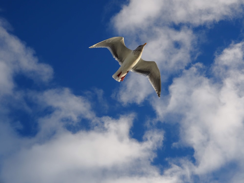 a seagull flying in the sky