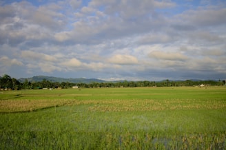 a large green field