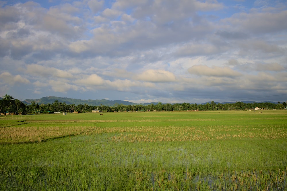 a large green field