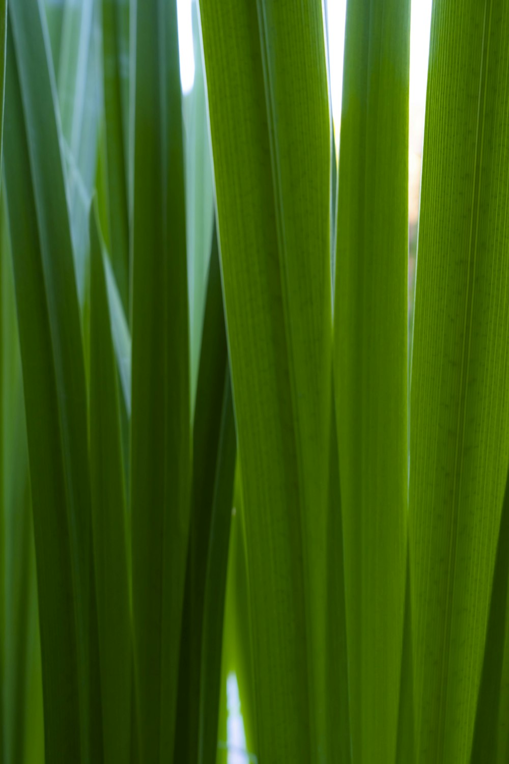 a close up of a plant