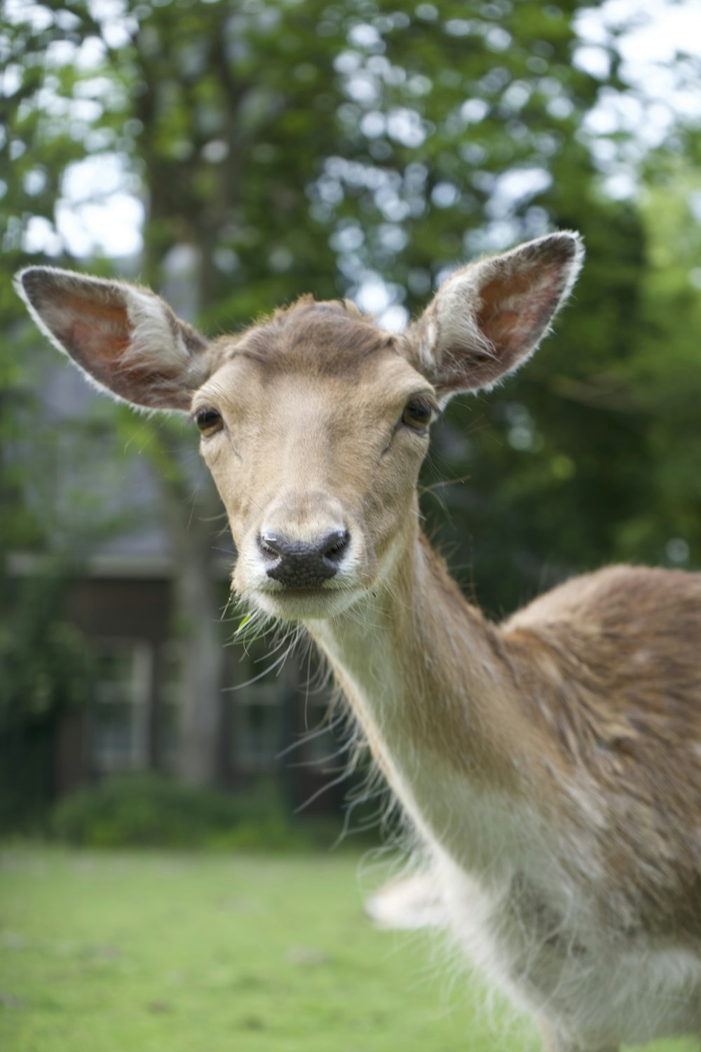 a deer with a house in the background