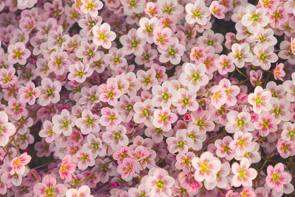 a close up of a flower