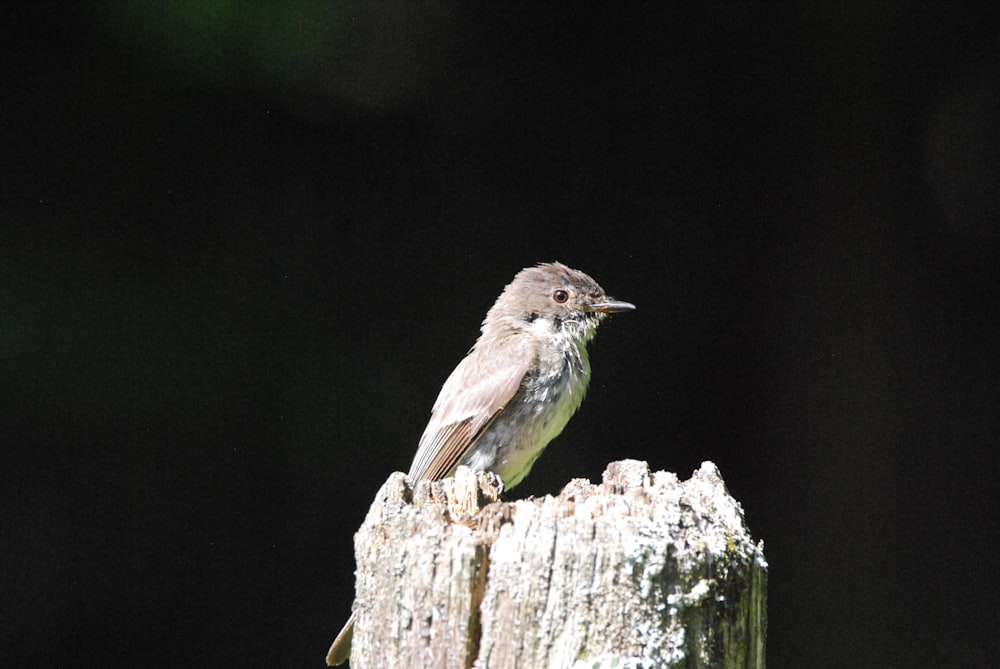 a bird sitting on a stump