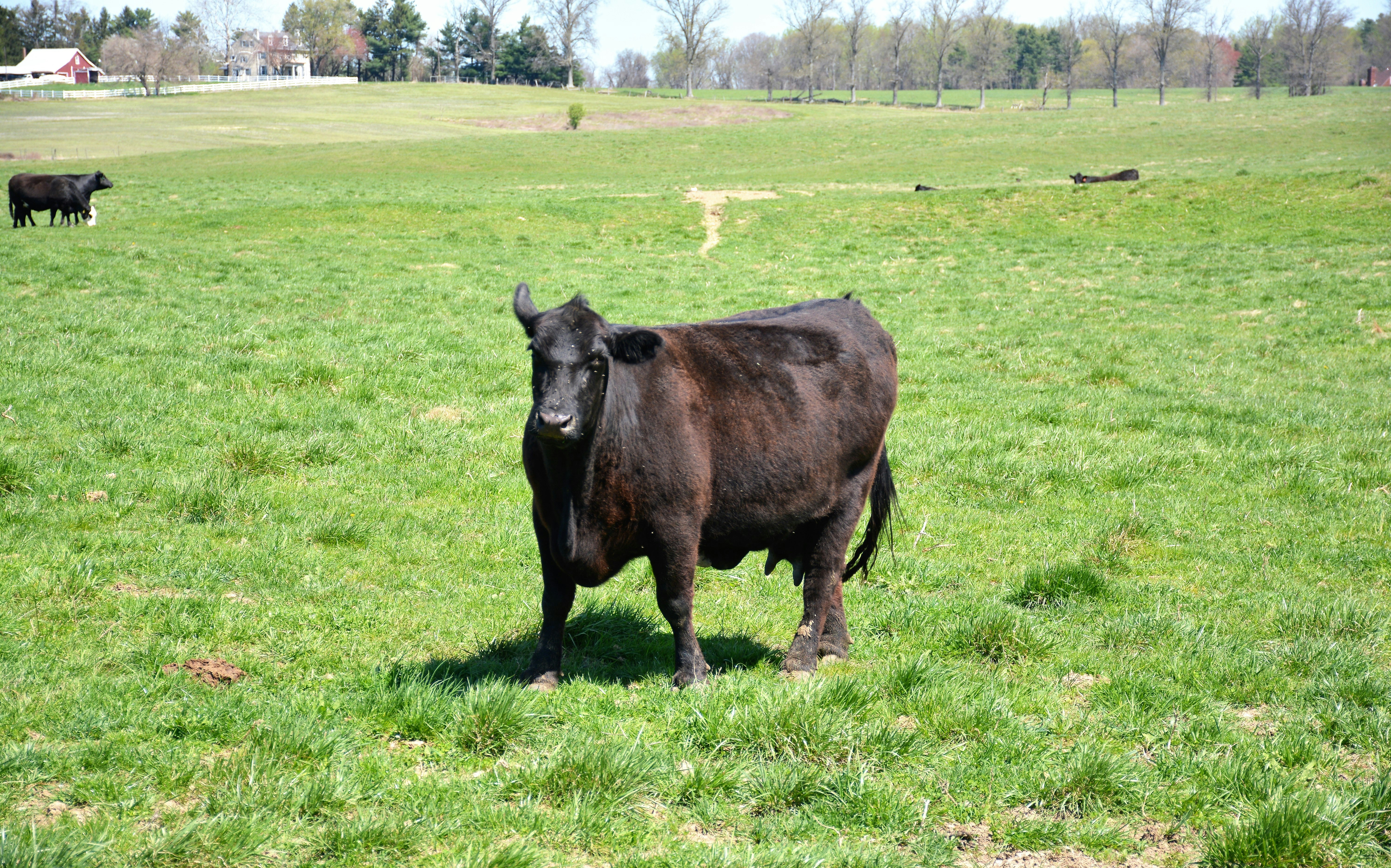 Fresh Black Angus Beef Cuts