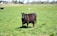 A black cow is standing on a lush grassy field under a clear sky. In the background, there are additional cows grazing and a distant view of trees and a couple of farm buildings. The setting is peaceful and pastoral.