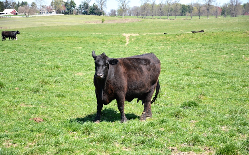 A black cow is standing on a lush grassy field under a clear sky. In the background, there are additional cows grazing and a distant view of trees and a couple of farm buildings. The setting is peaceful and pastoral.