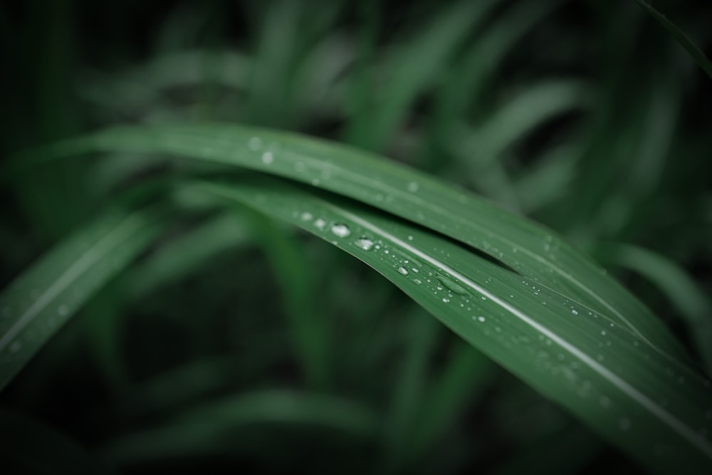 a close up of a flower