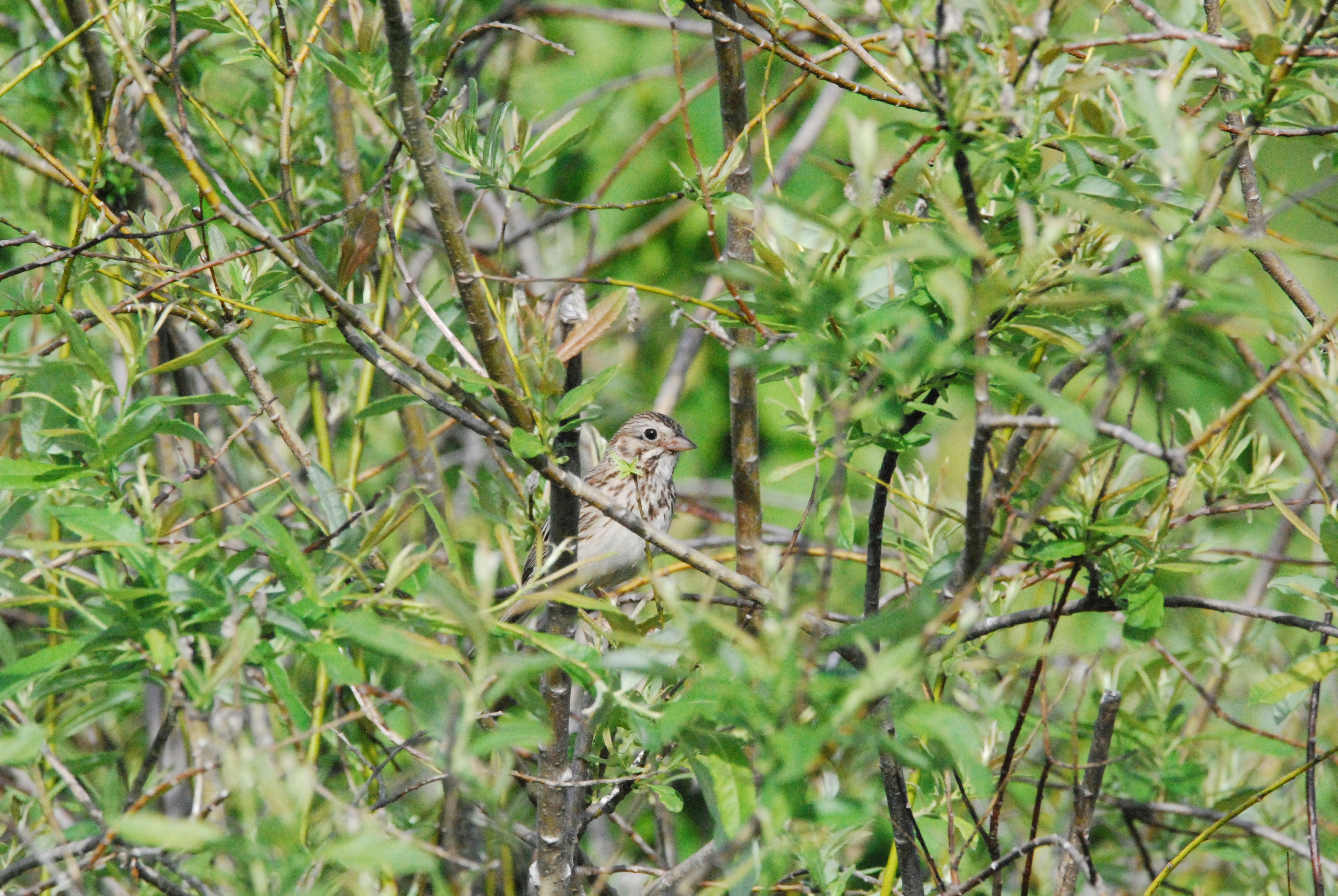 A bird sitting on a branch photo Free Kennebunk plains preserve Image