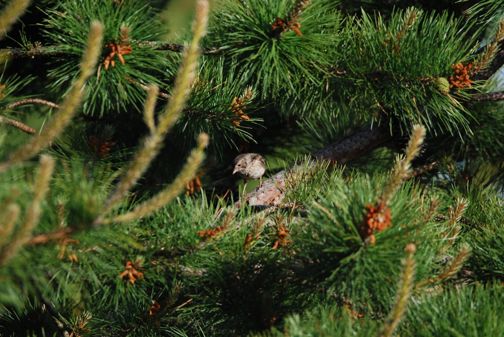 a bird sitting on a tree branch