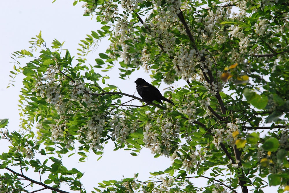 a bird sitting on a tree branch