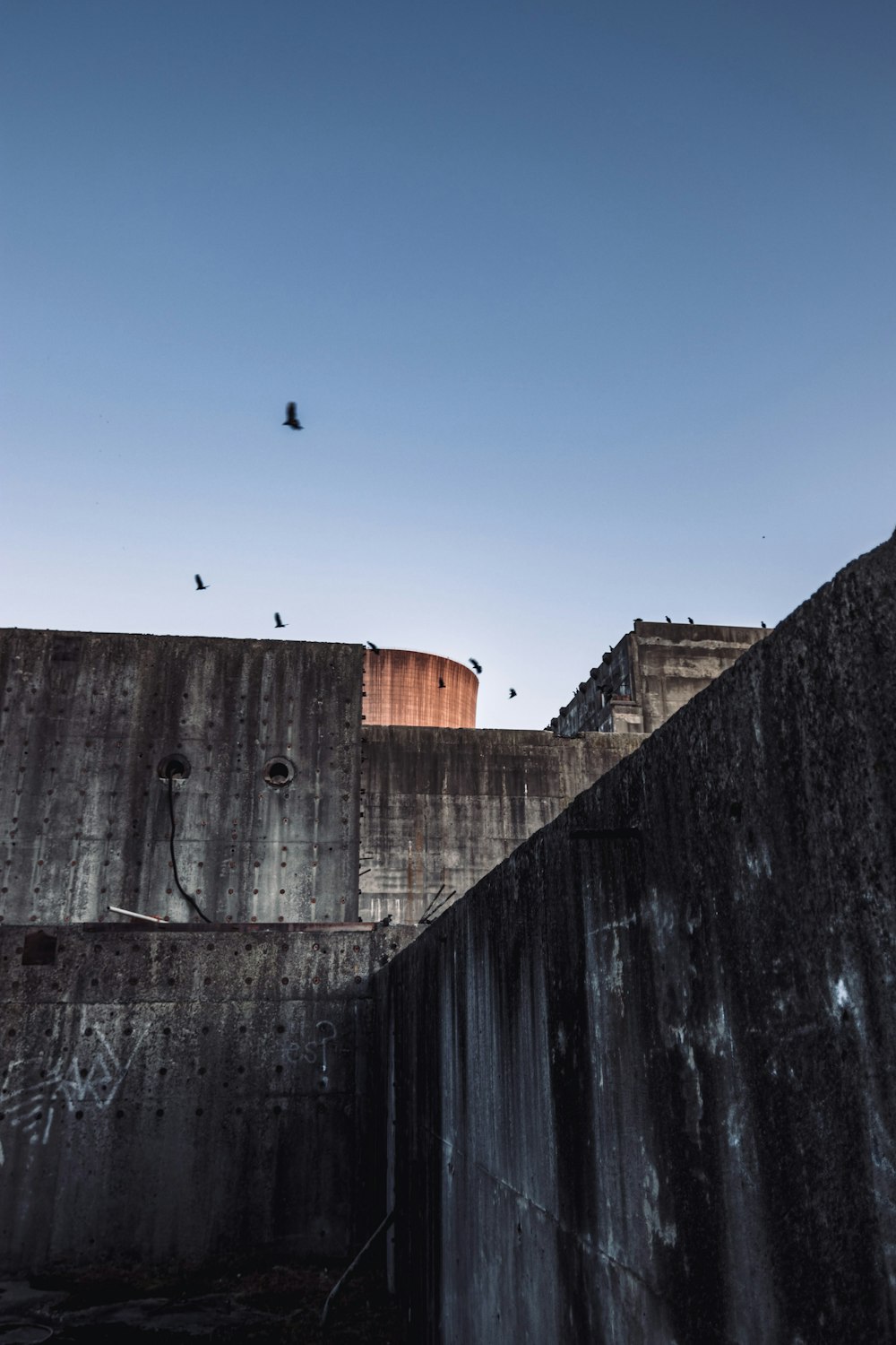 birds flying over a building