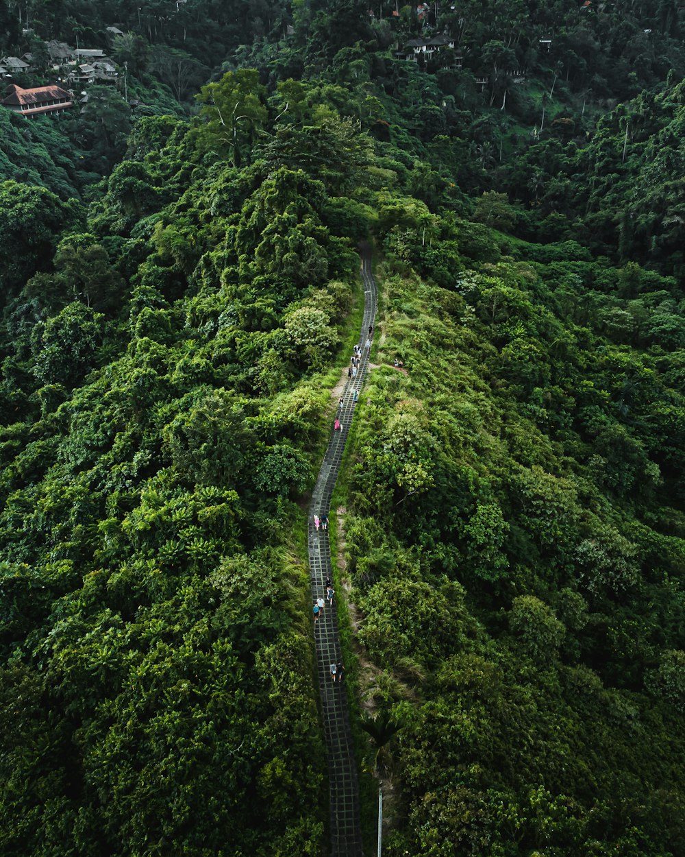 a long road in the middle of a forest