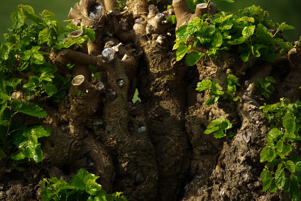 a tree stump with a carved face