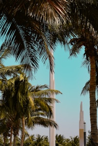 palm trees and a monument