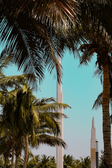 palm trees and a monument