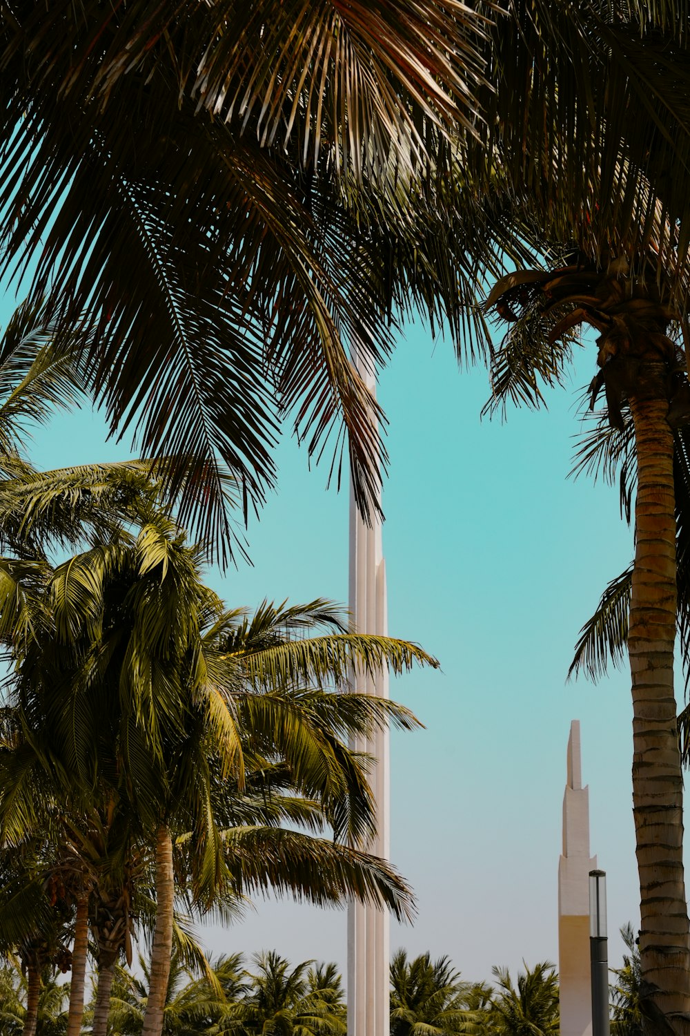palm trees and a monument