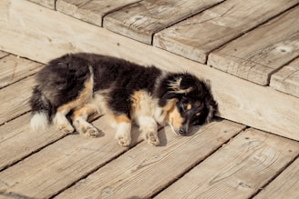 a dog lying on a wood deck