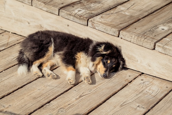 a dog lying on a wood deck
