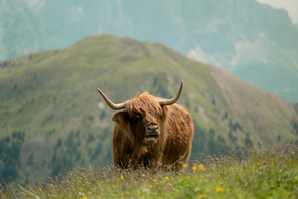 a yak in a meadow