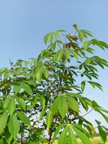 a close-up of a tree