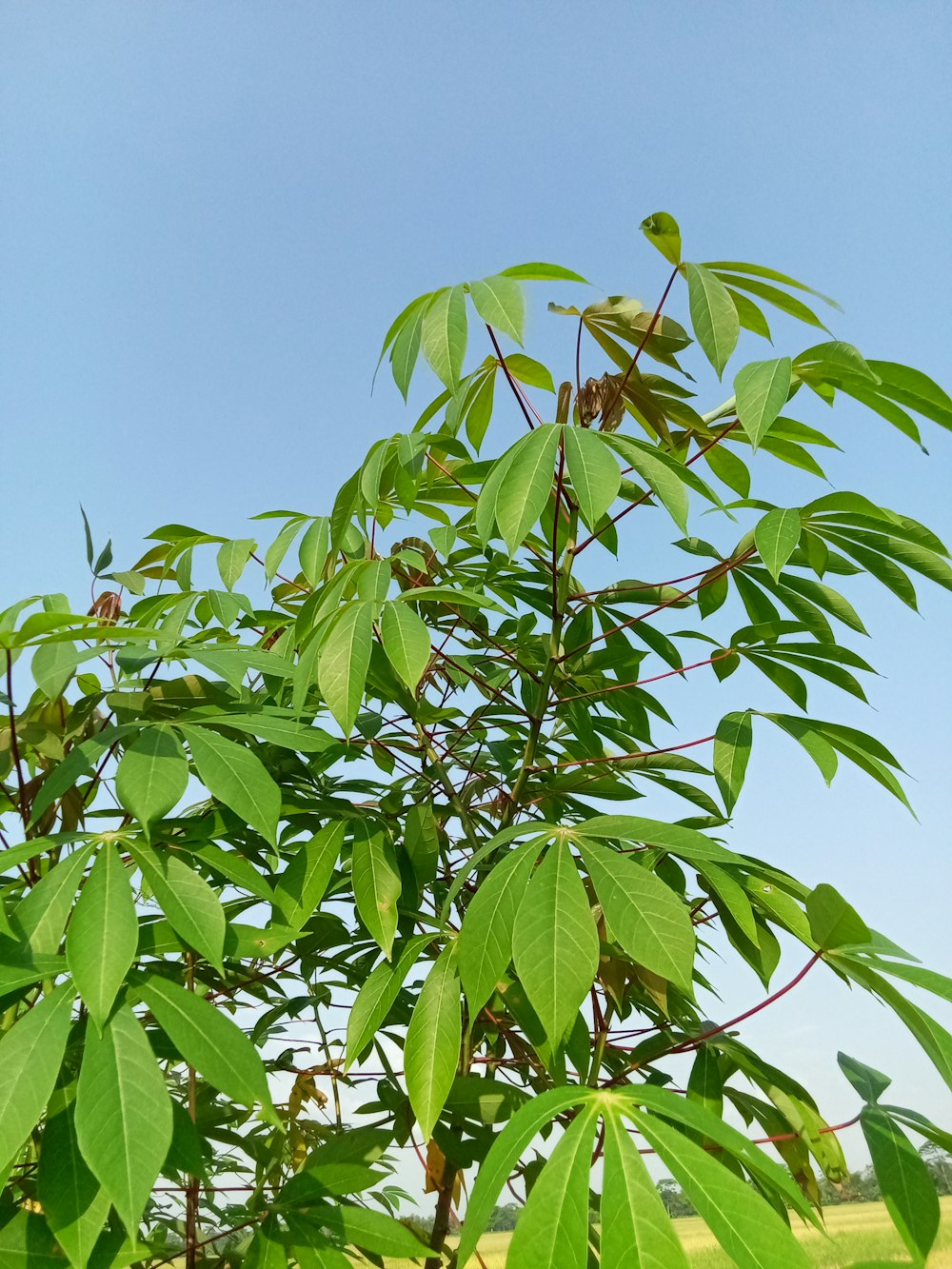 a close-up of a tree