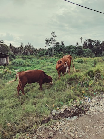 Two brown cows are grazing on a lush green field. In the background, there is a dense area of trees and bushes with tall palm trees scattered around. The sky is overcast, adding a serene and calm atmosphere to the rural setting.