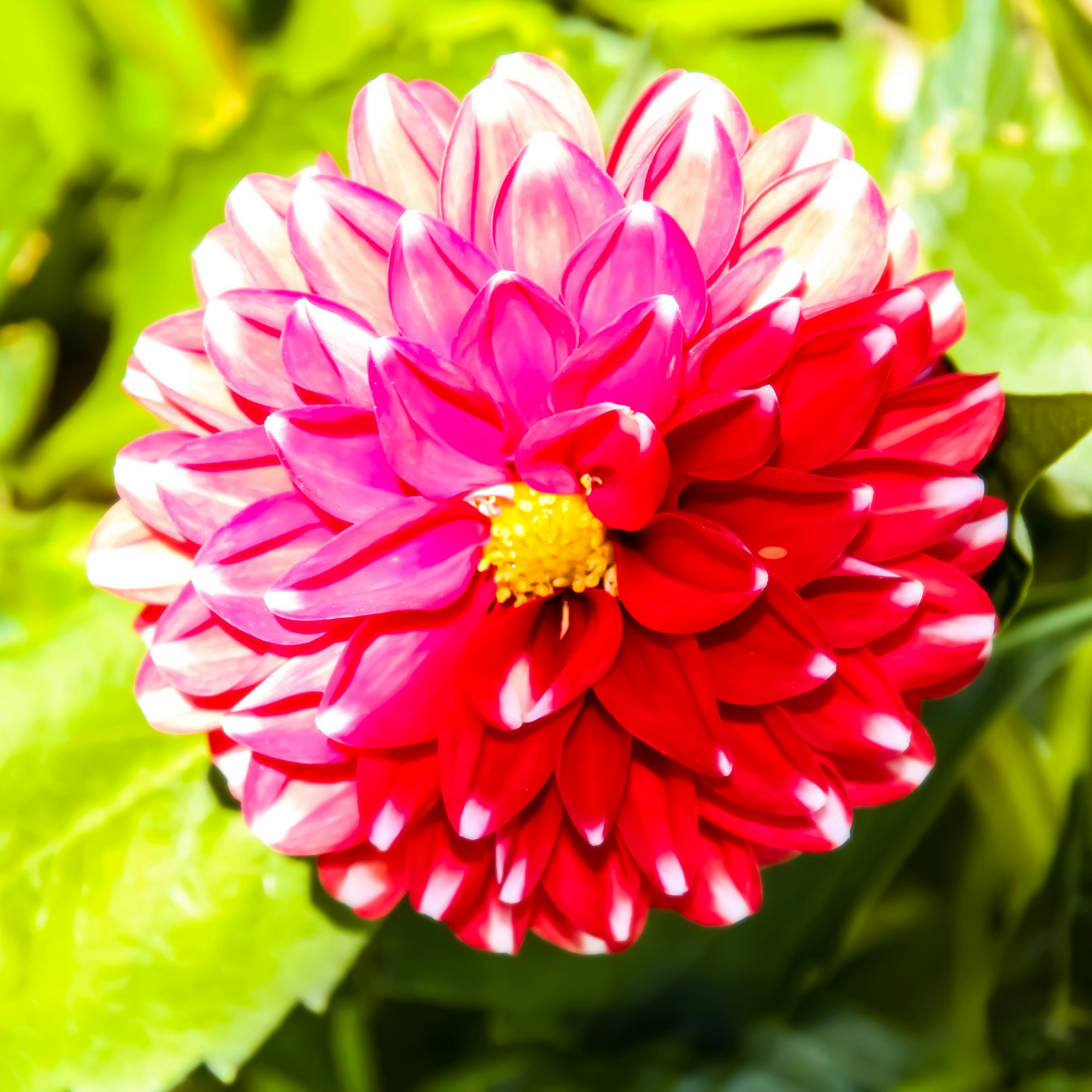 Unsplashで見つけるダリアの無料写真