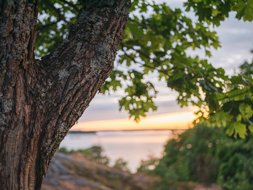 a tree with a body of water in the background