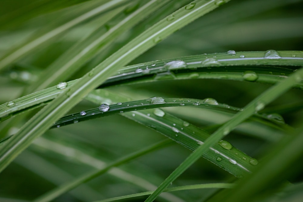 water droplets on a leaf