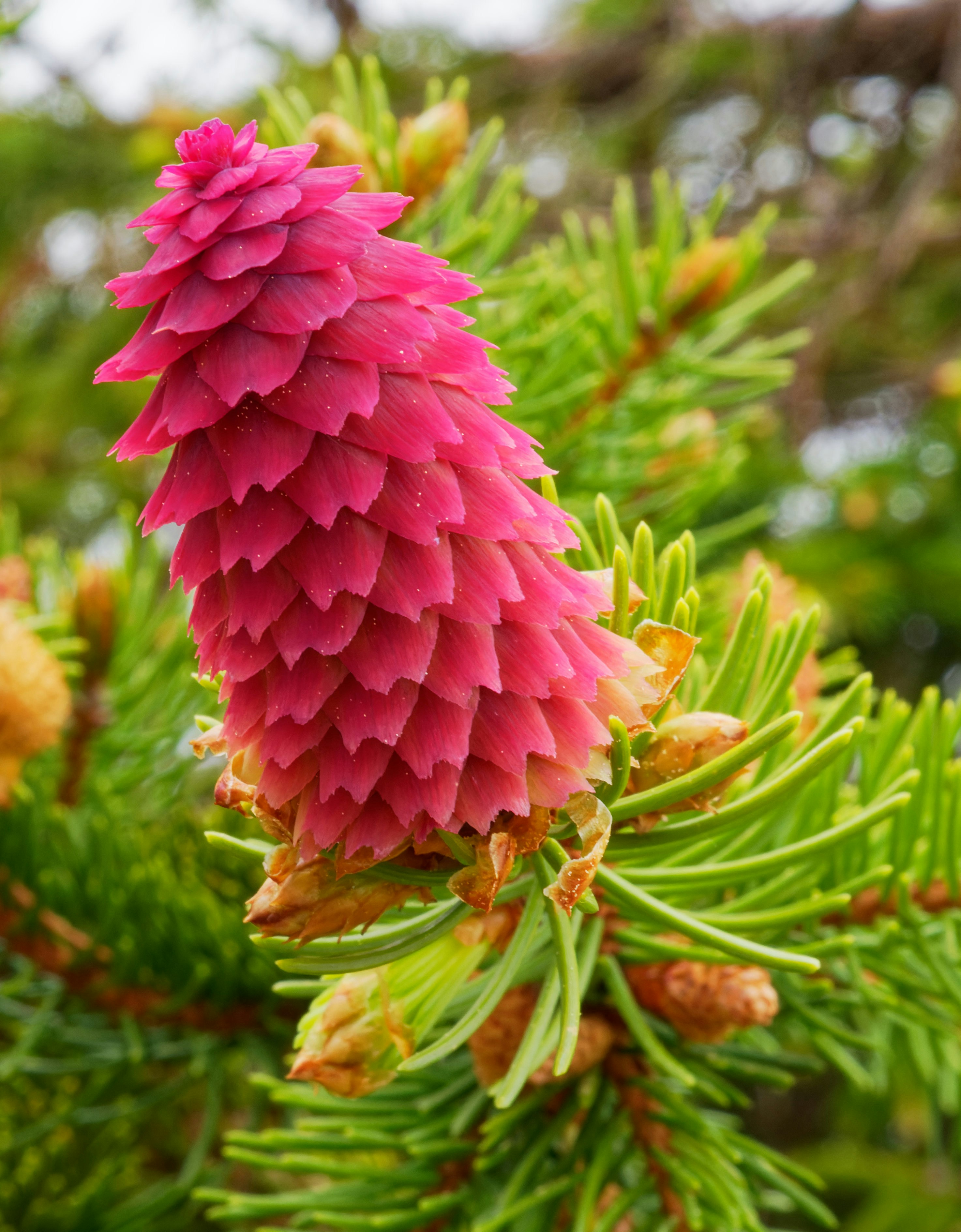 a close up of a flower