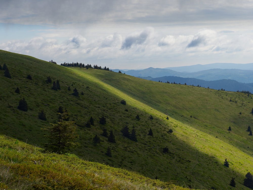 a grassy hill with trees on it