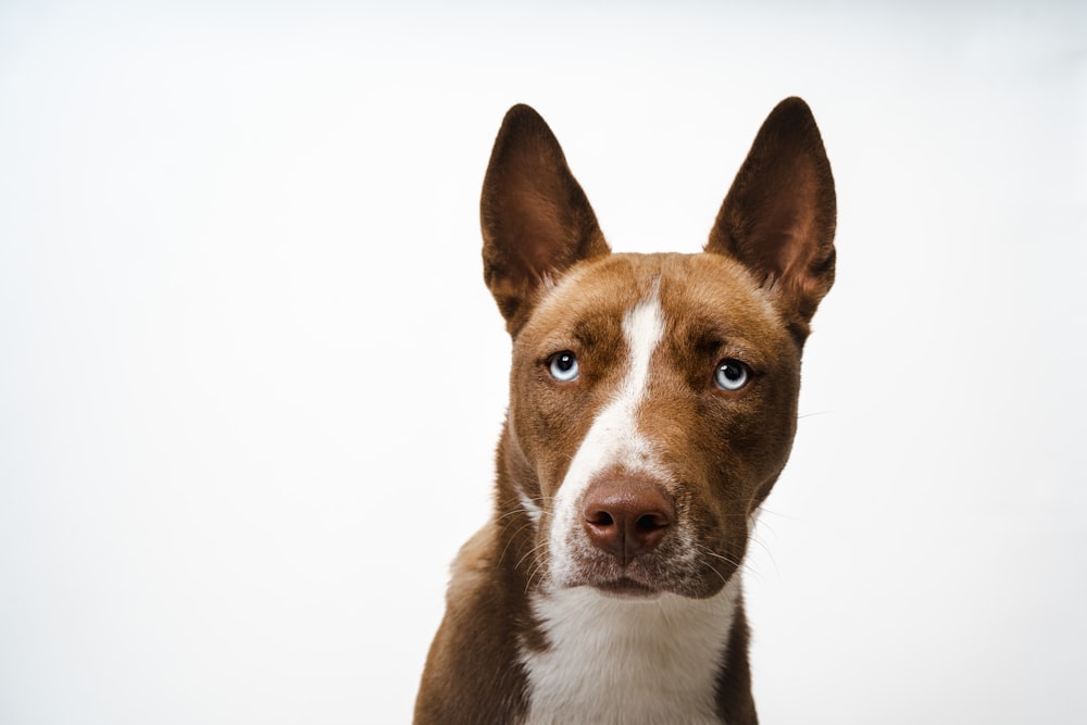 a brown and white dog