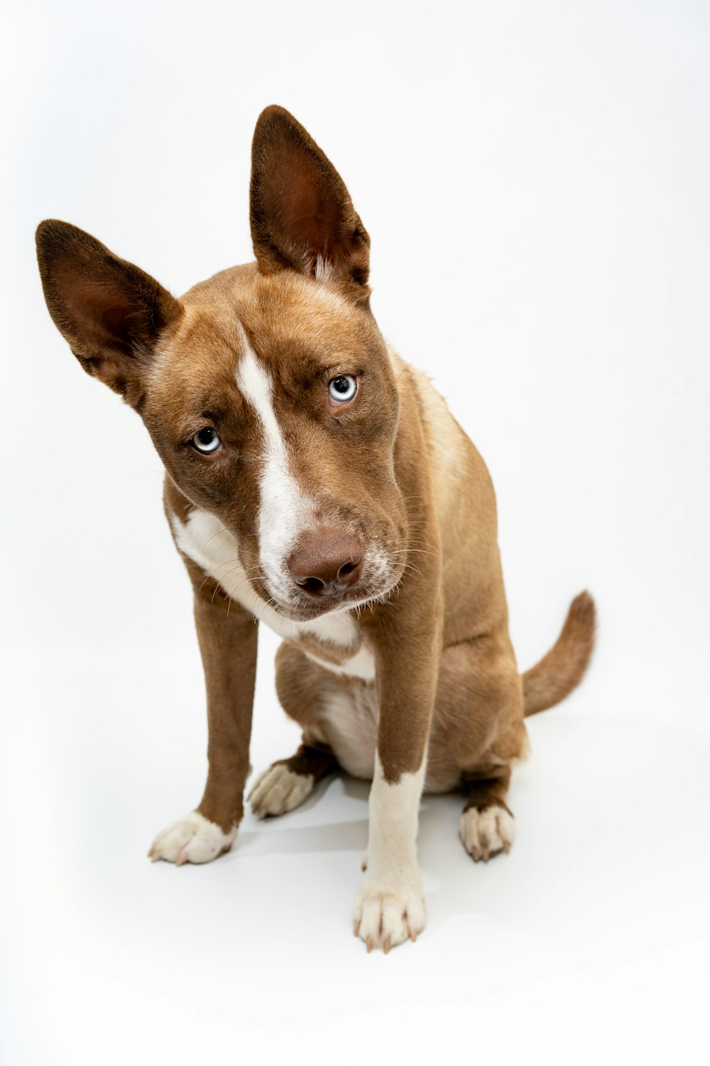 a dog sitting looking at the camera