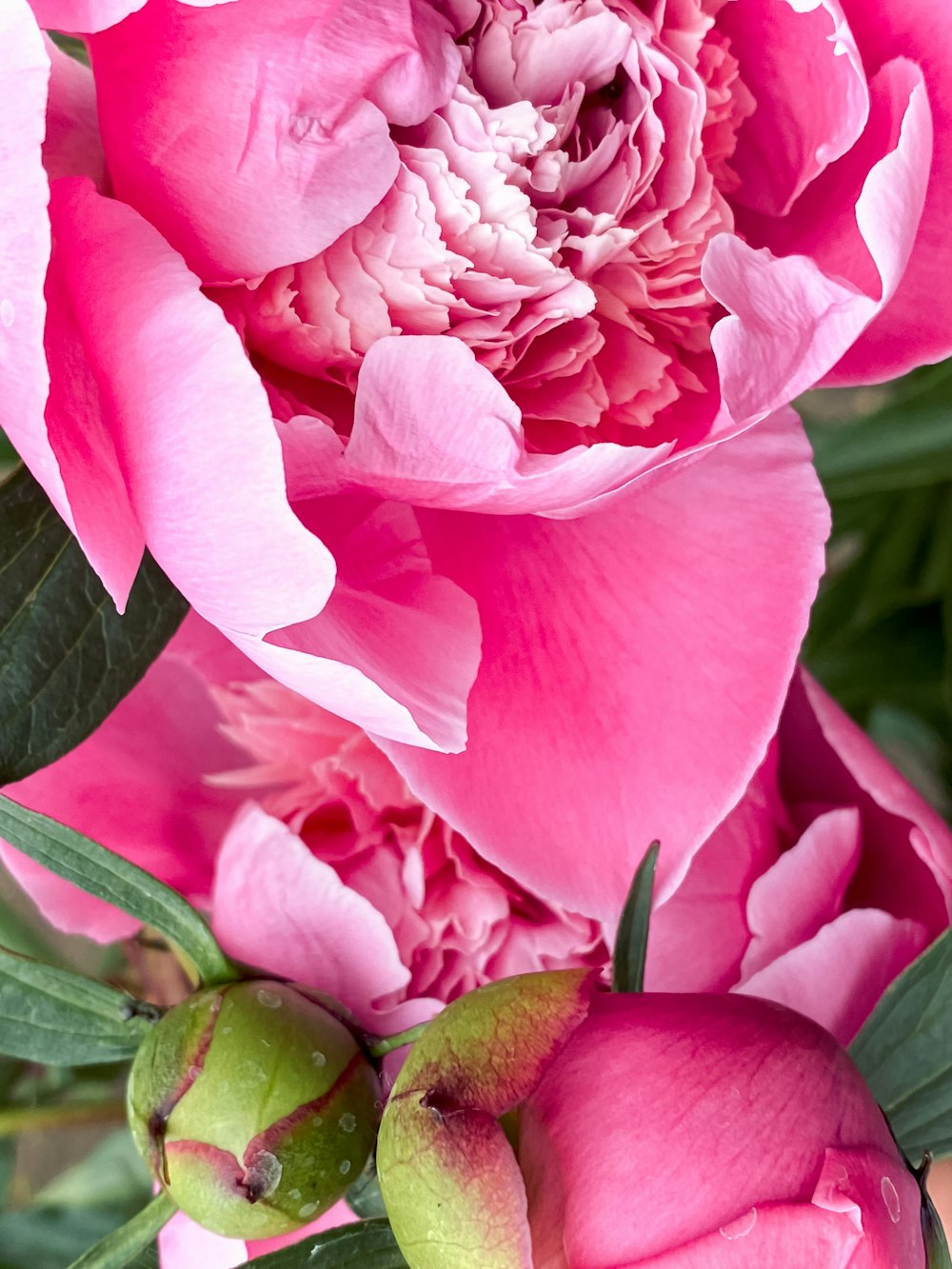 a close up of a pink flower