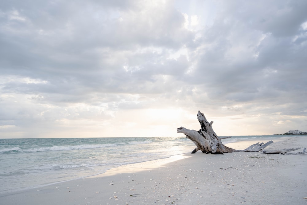 a driftwood on a beach