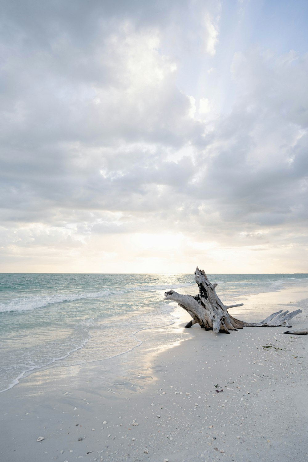 a beach with a log in the water