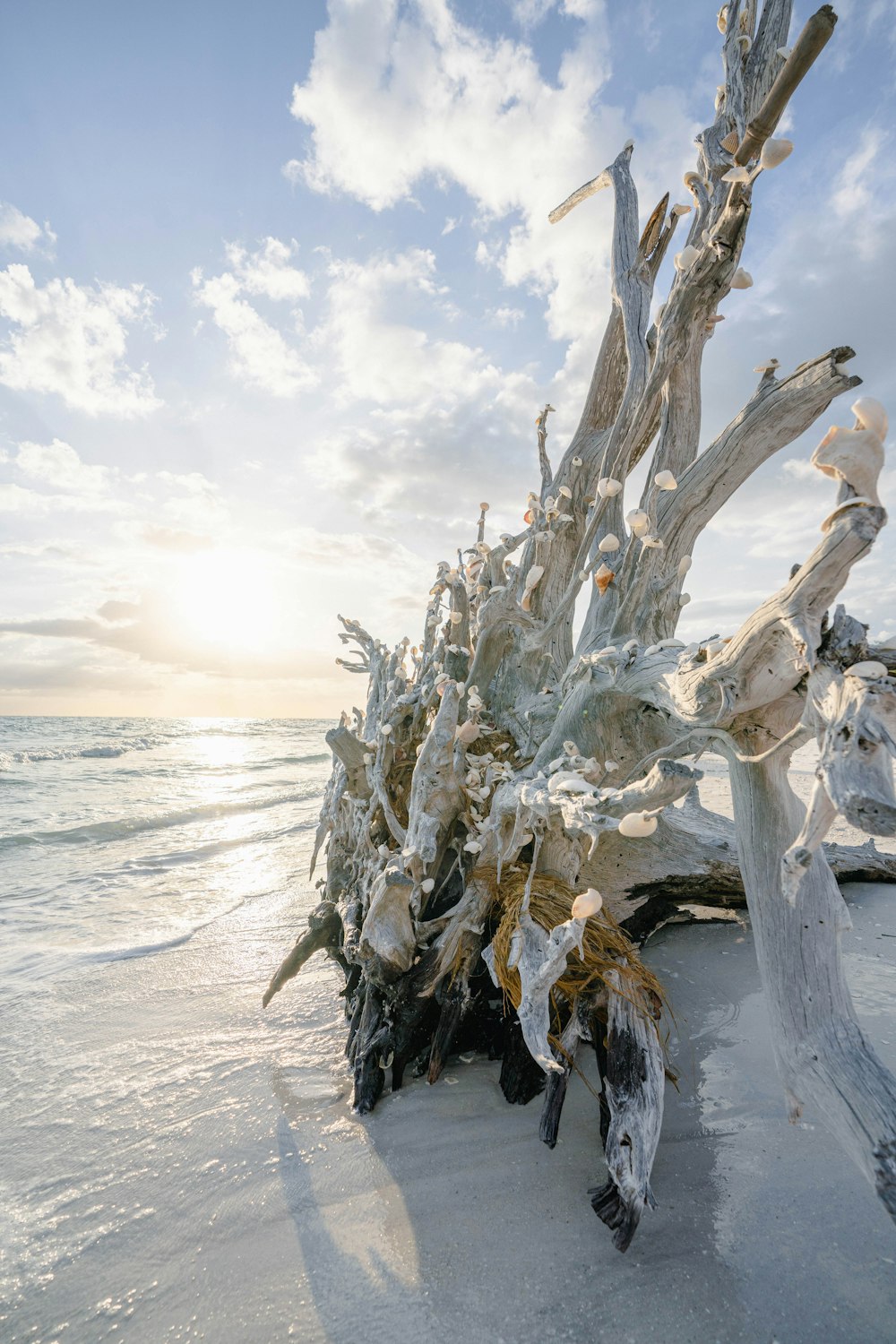 a pile of driftwood on a beach