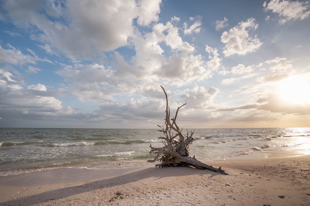 a tree on a beach