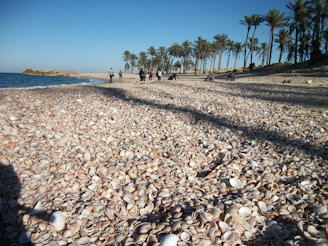 Sunny shoreline where we sustainably farm sea shells and conchs.