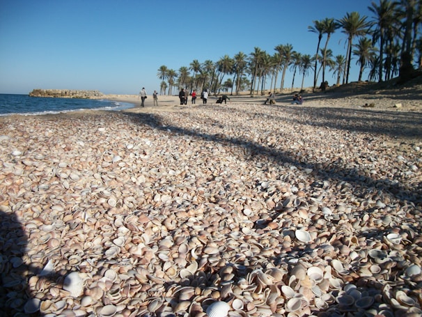 Sunny shoreline where we sustainably farm sea shells and conchs.