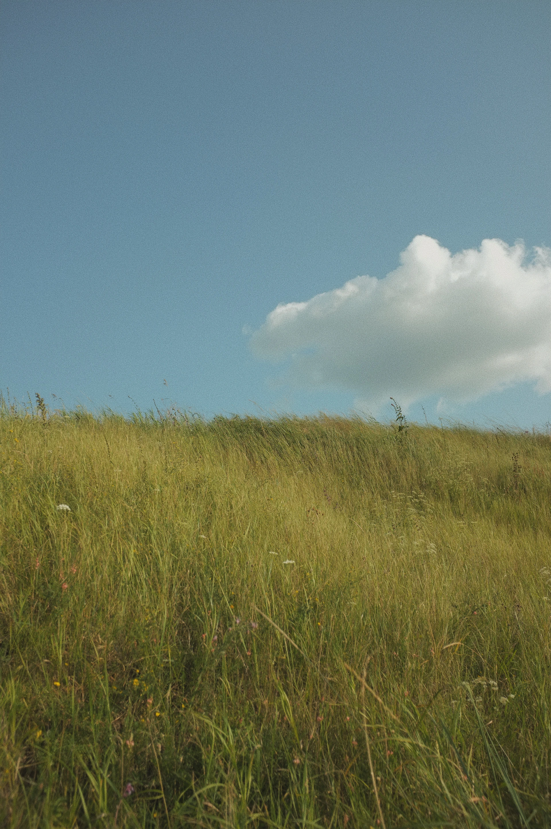 a grassy field with a cloudy sky