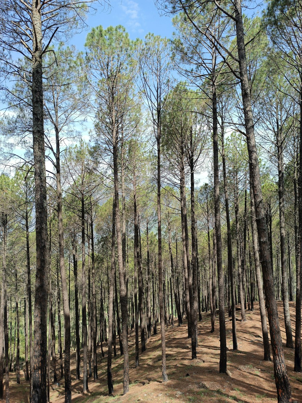 a forest of trees