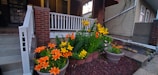 A small garden in front of a porch filled with vibrant orange and yellow lilies. The flowers are well-arranged in a semi-circular stone border, with two large pots on either side holding similar plants. A brick wall with white wooden railings and concrete steps leads up to the porch.