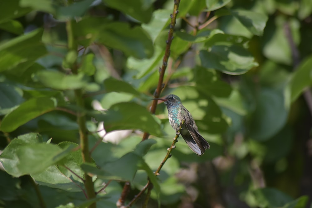 a bird on a branch