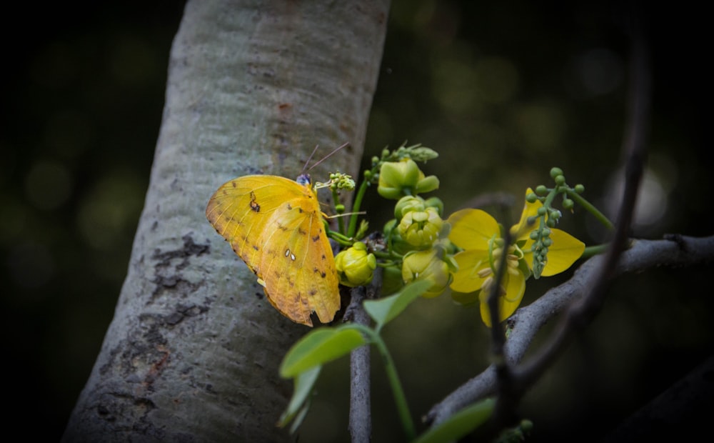 a butterfly on a flower